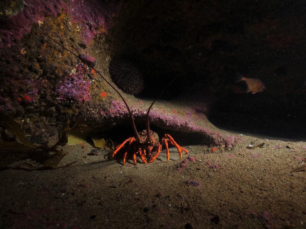 Fiordland Crock lobster hiding under a rock